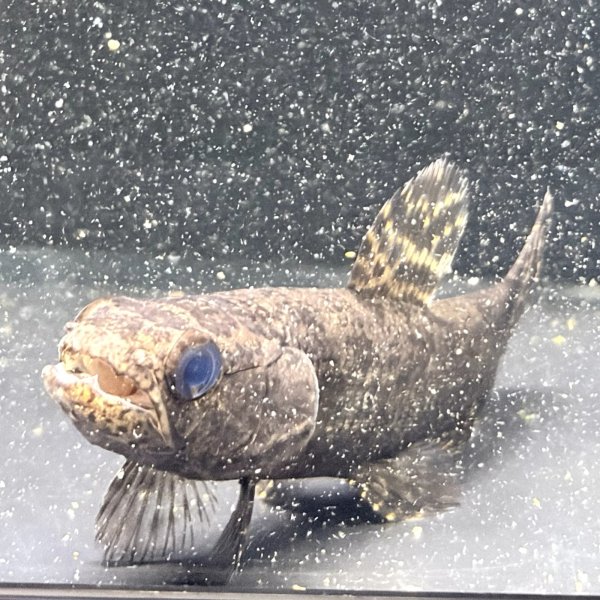 画像1: ブラックタライロン(9cm±)WILD (1)