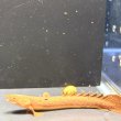 画像1: ポリプテルス トゥジェルシー(10cm±)ブリード (1)