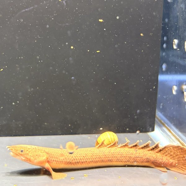 画像1: ポリプテルス トゥジェルシー(10cm±)ブリード (1)