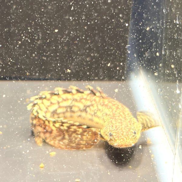 画像2: ポリプテルス パルマス ブティコフェリー(10cm±)ブリード (2)