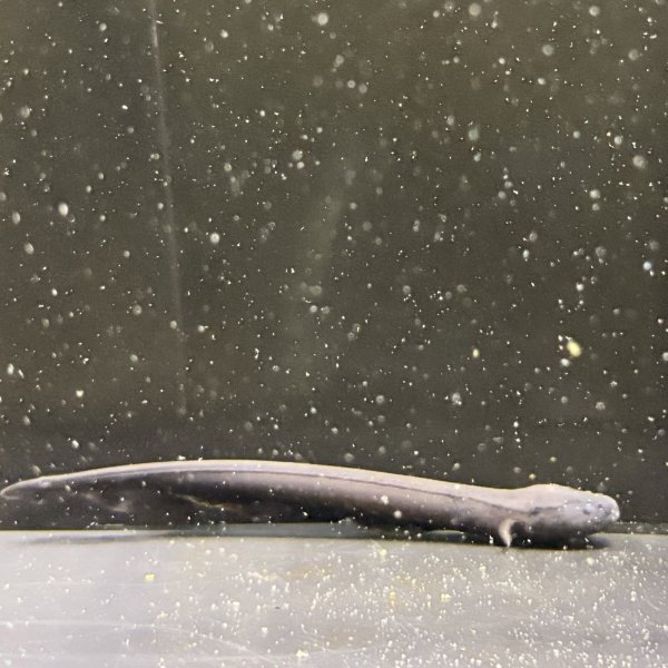 画像1: デンキウナギ(10cm±)WILD (1)