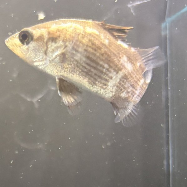 画像1: バラマンディ(4cm±)WILD (1)