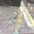 画像2: オニテナガエビ 1ペア(10cm±)国産ブリード 訳アリ (2)