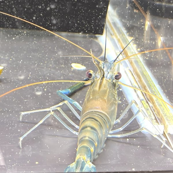 画像2: オニテナガエビ 1ペア(10cm±)国産ブリード 訳アリ (2)