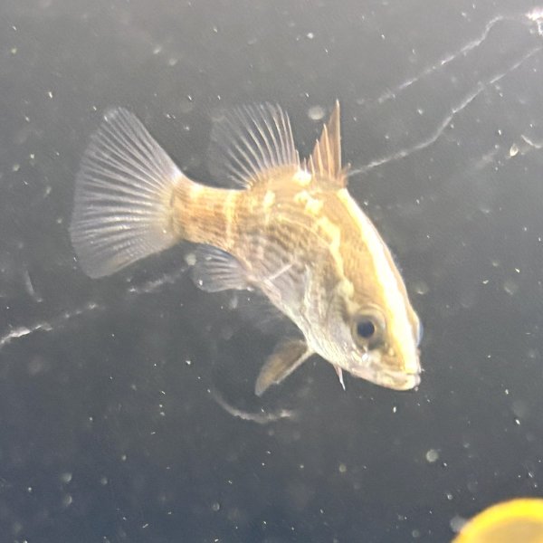 画像2: バラマンディ(4cm±)WILD (2)