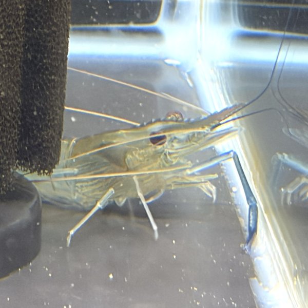 画像3: オニテナガエビ 1ペア(10cm±)国産ブリード 訳アリ (3)