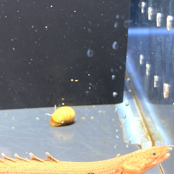 画像4: ポリプテルス トゥジェルシー(10cm±)ブリード (4)