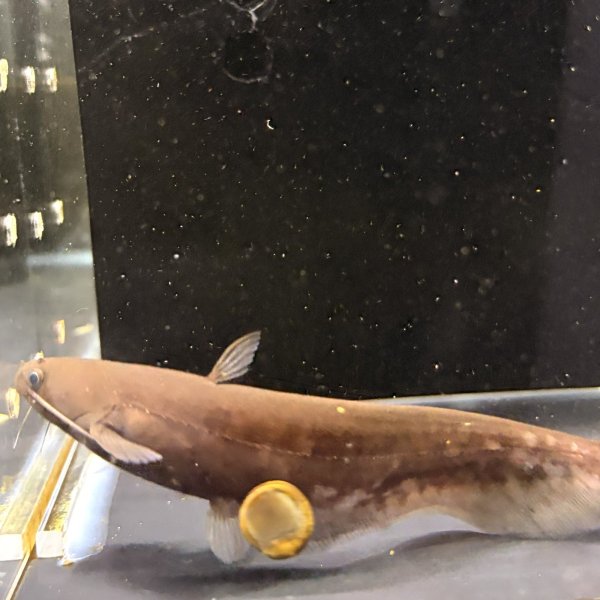 画像1: イワトコナマズ(9cm±)ブリード▲ (1)