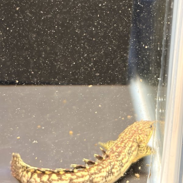 画像4: ポリプテルス パルマス ブティコフェリー(10cm±)ブリード (4)