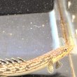 画像4: ポリプテルス パルマス ブティコフェリー(10cm±)ブリード (4)