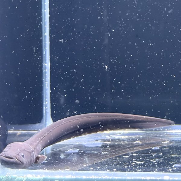 画像2: デンキウナギ(10cm±)WILD (2)