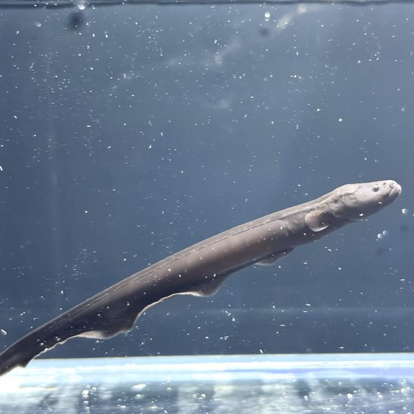 画像3: デンキウナギ(10cm±)WILD (3)