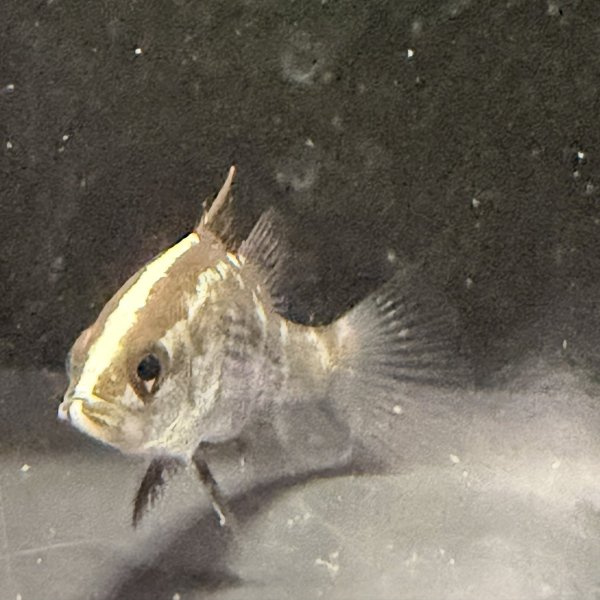 画像3: バラマンディ(4cm±)WILD (3)