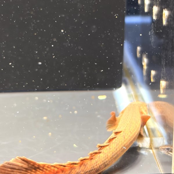 画像2: ポリプテルス トゥジェルシー(10cm±)ブリード (2)