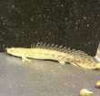 画像1: ポリプテルスラプエン ブリード(9cm±) (1)