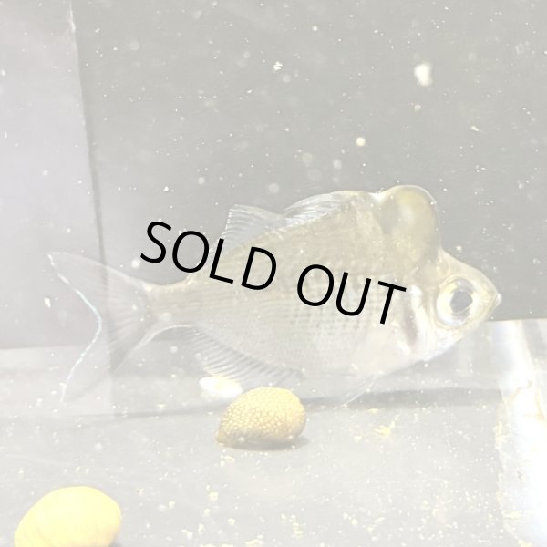 画像1: アップルヘッドグラスパーチ(7cm±) (1)