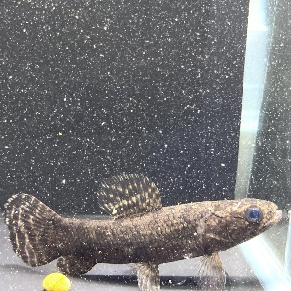 画像3: ブラックタライロン(9cm±)WILD (3)