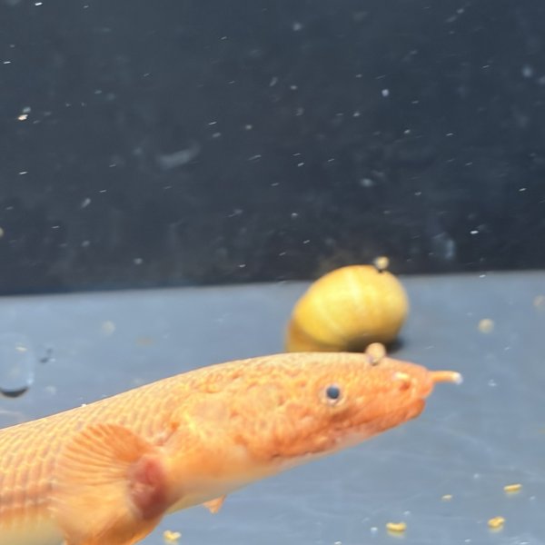 画像3: ポリプテルス トゥジェルシー(10cm±)ブリード (3)