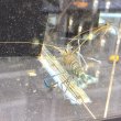 画像1: オニテナガエビ 1ペア(10cm±)国産ブリード 訳アリ (1)