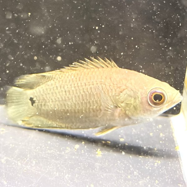 画像2: クテノポマ キングスレイ(4cm±) (2)