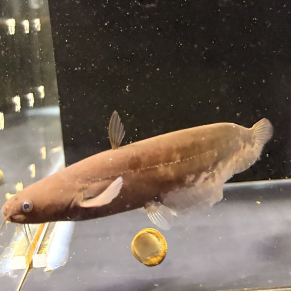 画像2: イワトコナマズ(9cm±)ブリード▲ (2)