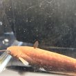 画像2: イワトコナマズ(9cm±)ブリード▲  (2)