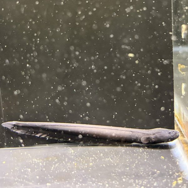 画像2: デンキウナギ(10cm±)WILD (2)