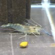 画像4: オニテナガエビ 1ペア(10cm±)国産ブリード 訳アリ (4)