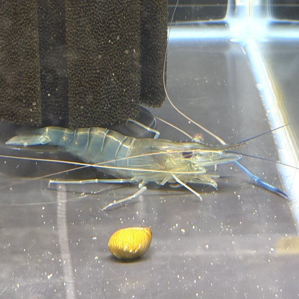 画像4: オニテナガエビ 1ペア(10cm±)国産ブリード 訳アリ (4)