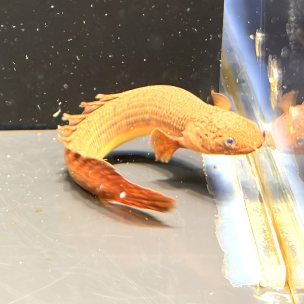 画像3: ポリプテルス トゥジェルシー(10cm±)ブリード (3)