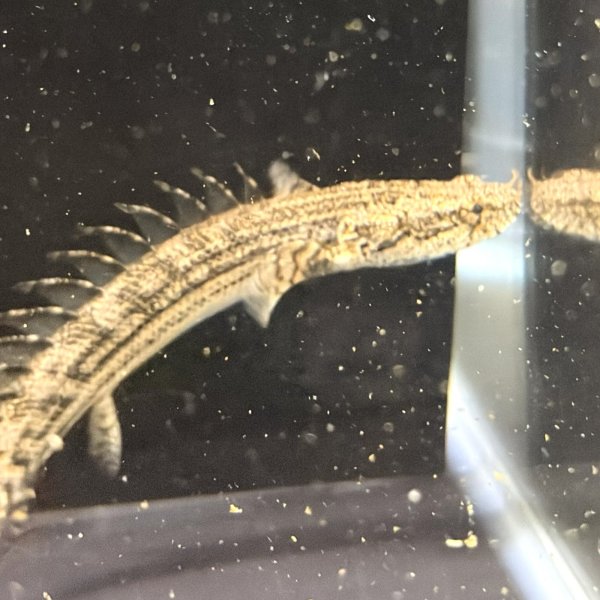 画像2: ポリプテルスラプエン ブリード(9cm±) (2)