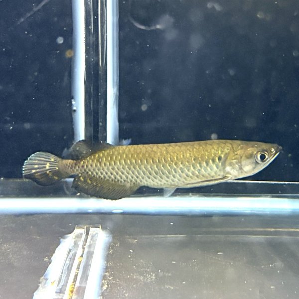 画像1: ノーザンバラムンディ(12cm±)ブリード (1)