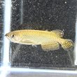 画像1: ノーザンバラムンディ(12cm±)ブリード (1)