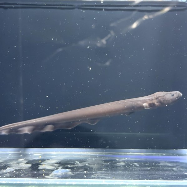 画像3: デンキウナギ(10cm±)WILD (3)