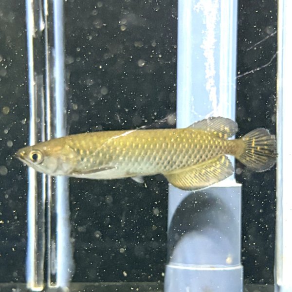 画像1: ノーザンバラムンディ(12cm±)ブリード (1)