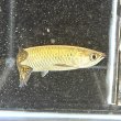 画像2: ノーザンバラムンディ(12cm±)ブリード (2)