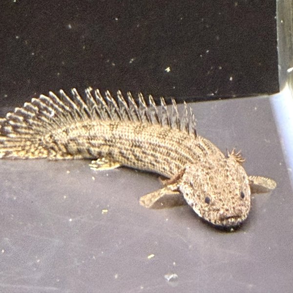 画像2: ポリプテルス アンソルギー(8cm±)ブリード (2)