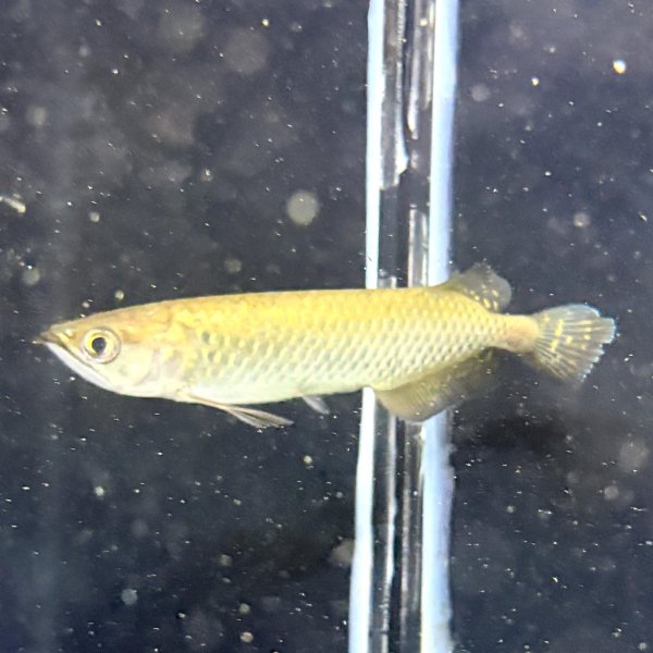 画像2: ノーザンバラムンディ(12cm±)ブリード (2)