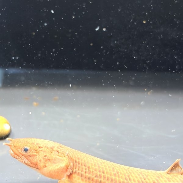 画像4: ポリプテルス トゥジェルシー(10cm±)ブリード (4)