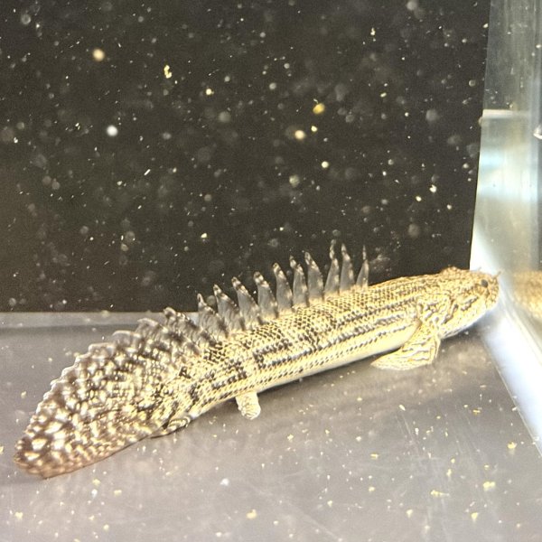 画像1: ポリプテルスラプエン ブリード(9cm±) (1)