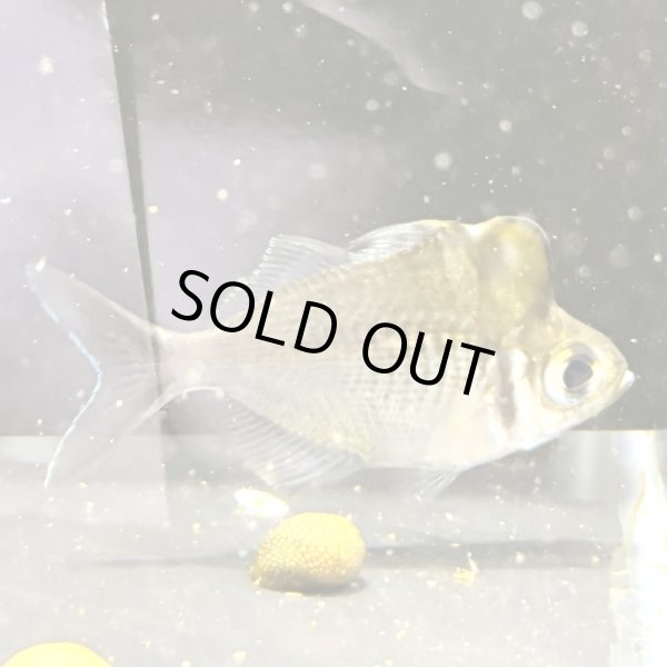 画像3: アップルヘッドグラスパーチ(7cm±) (3)