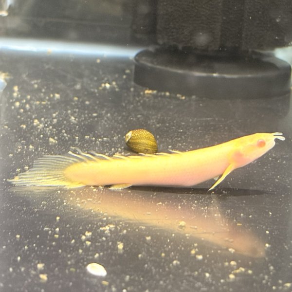 画像2: ポリプテルス アルビノセネガルス ロングフィン(8cm±) (2)