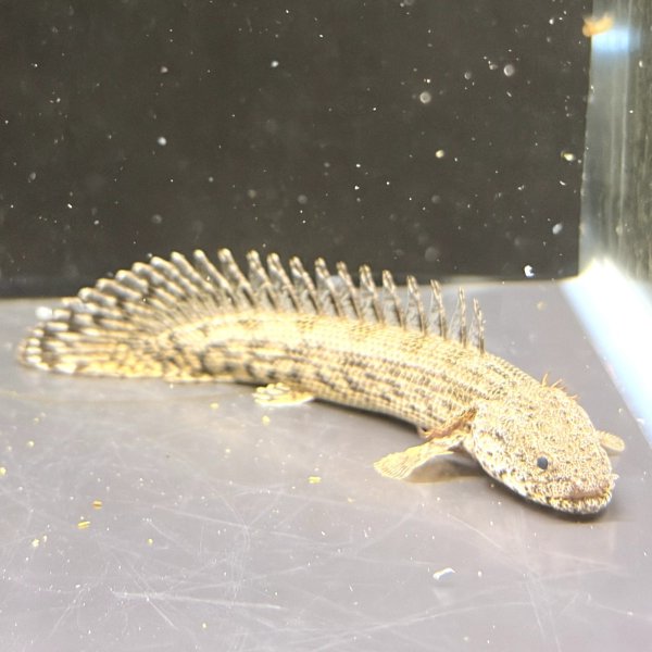 画像1: ポリプテルス アンソルギー(8cm±)ブリード (1)