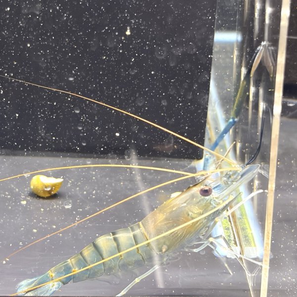 画像6: オニテナガエビ 1ペア(10cm±)国産ブリード 訳アリ (6)