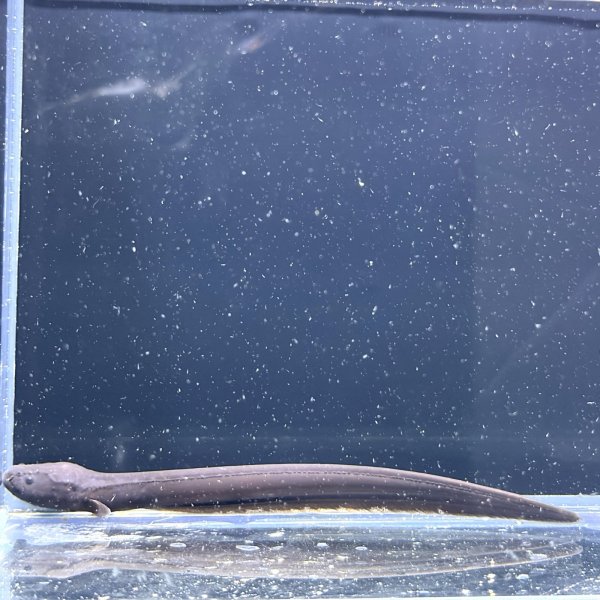 画像3: デンキウナギ(10cm±)WILD (3)