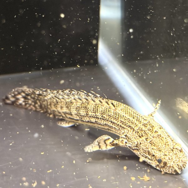 画像3: ポリプテルスラプエン ブリード(9cm±) (3)