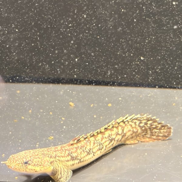 画像1: ポリプテルス パルマス ブティコフェリー(10cm±)ブリード (1)