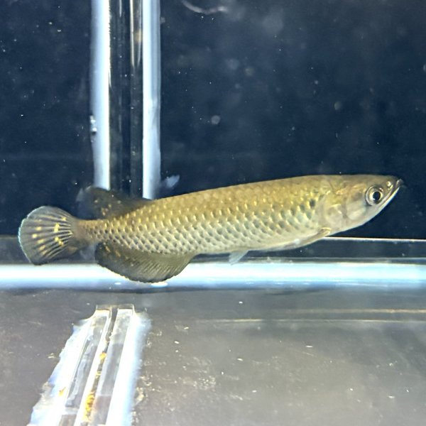 画像2: ノーザンバラムンディ(12cm±)ブリード (2)