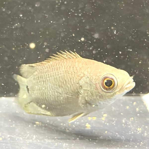 画像3: クテノポマ キングスレイ(4cm±) (3)