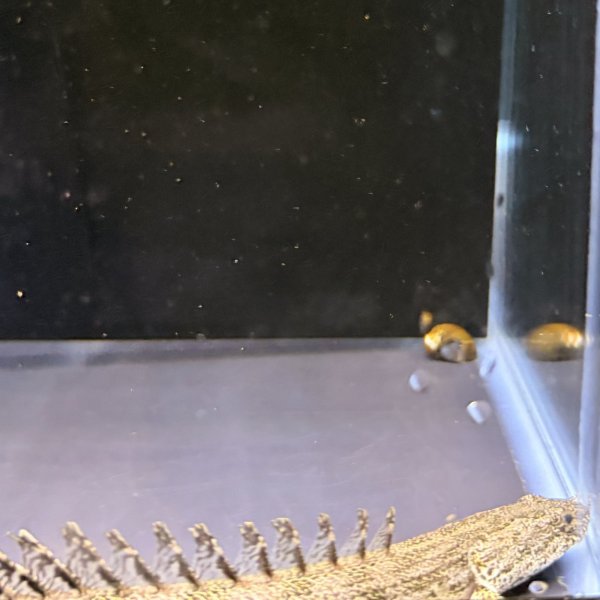 画像3: ポリプテルスラプエン ブリード(9cm±) (3)